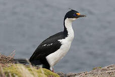 Cormoran des Kerguelen