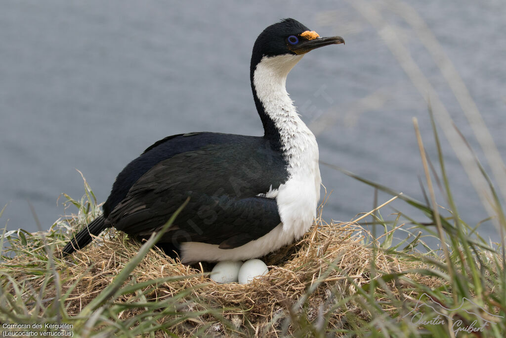 Kerguelen Shagadult breeding, identification, Reproduction-nesting