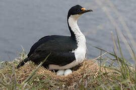 Kerguelen Shag