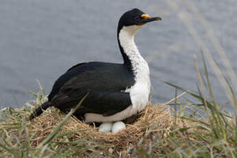 Cormoran des Kerguelen