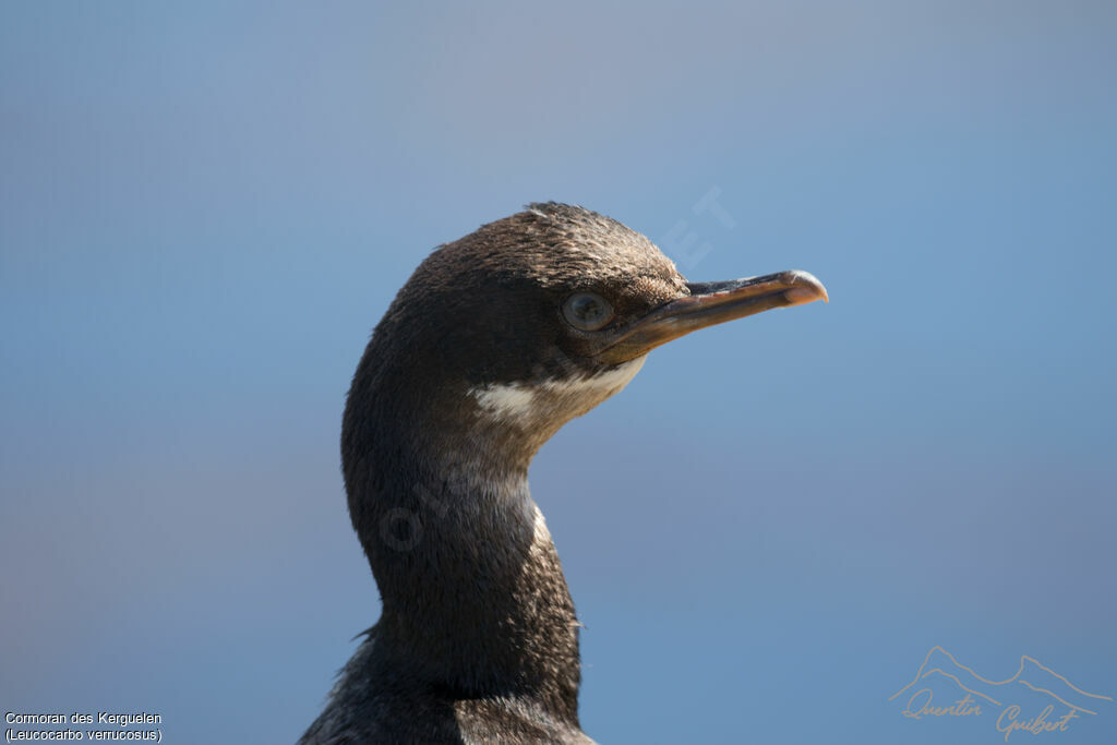 Cormoran des Kerguelen