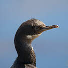 Cormoran des Kerguelen