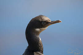 Kerguelen Shag