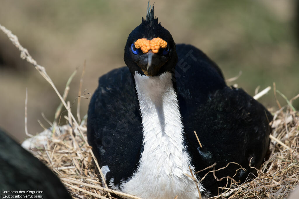 Cormoran des Kerguelen