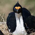 Cormoran des Kerguelen