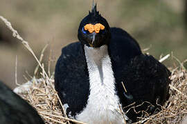 Cormoran des Kerguelen