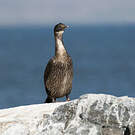 Cormoran des Kerguelen