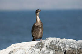 Cormoran des Kerguelen