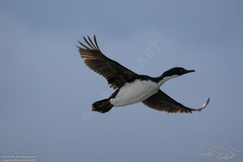 Cormoran des Kerguelen