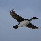 Cormoran des Kerguelen