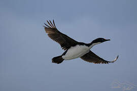 Kerguelen Shag