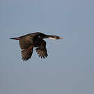 Cormoran des Kerguelen