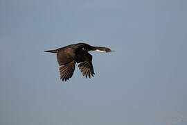 Kerguelen Shag