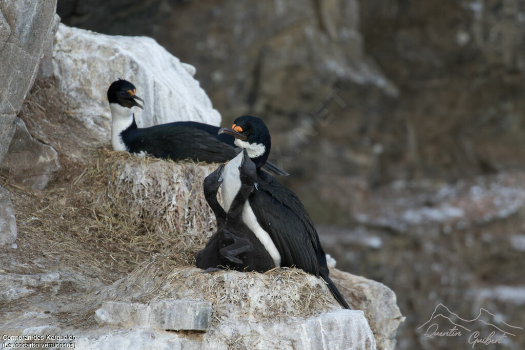 Cormoran des Kerguelen