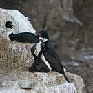 Cormoran des Kerguelen