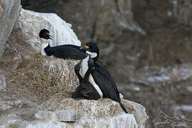 Kerguelen Shag