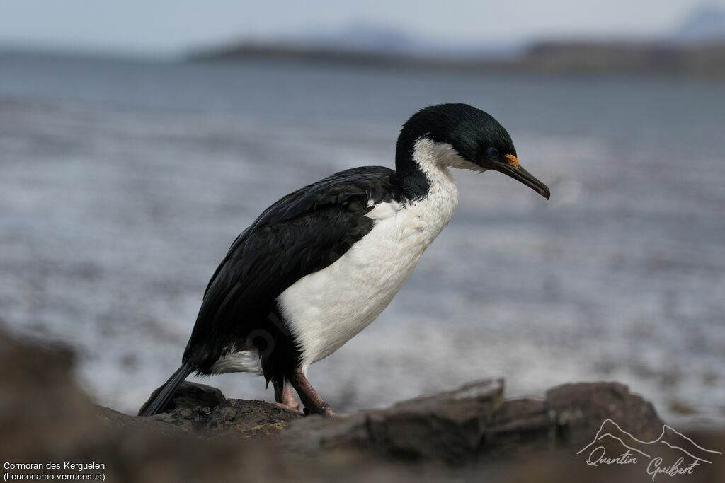 Kerguelen Shag