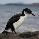 Cormoran des Kerguelen