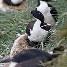 Cormoran des Kerguelen