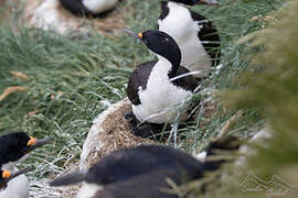 Kerguelen Shag