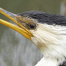 Cormoran pie