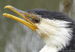 Little Pied Cormorant