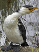 Little Pied Cormorant