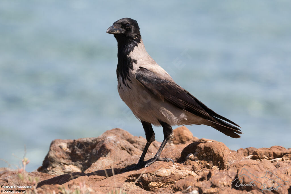 Hooded Crow