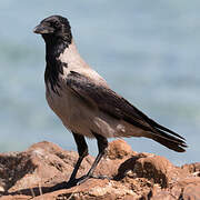 Hooded Crow