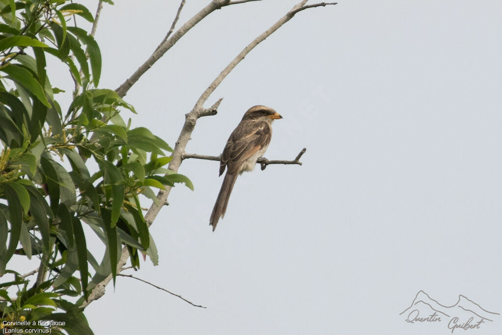 Yellow-billed Shrikeadult breeding, identification