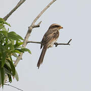 Yellow-billed Shrike