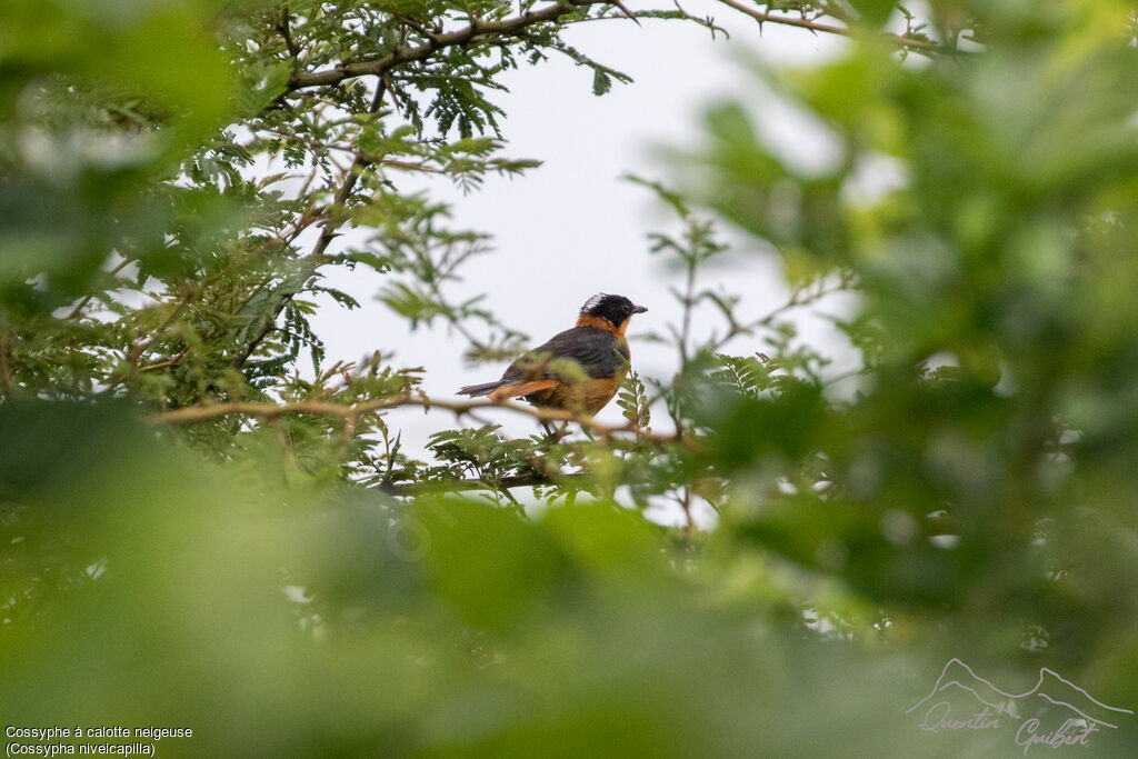 Snowy-crowned Robin-Chat, identification