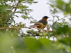 Snowy-crowned Robin-Chat