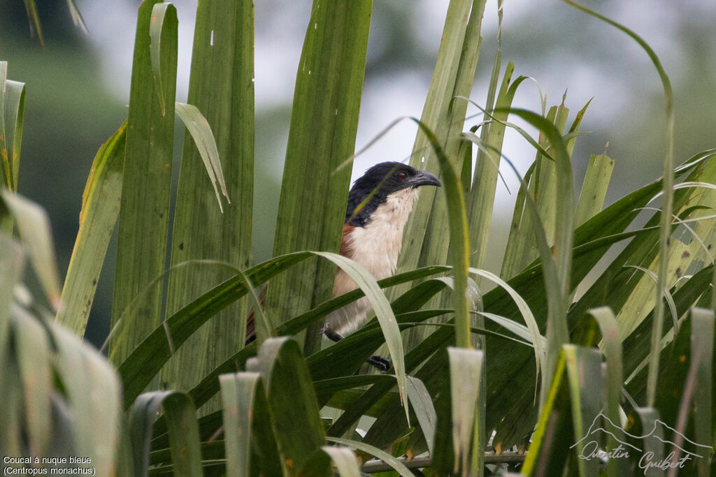 Coucal à nuque bleueadulte nuptial