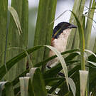 Coucal à nuque bleue