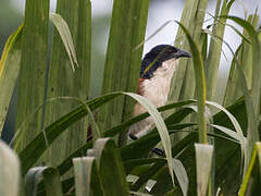 Coucal à nuque bleue