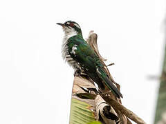 Diederik Cuckoo