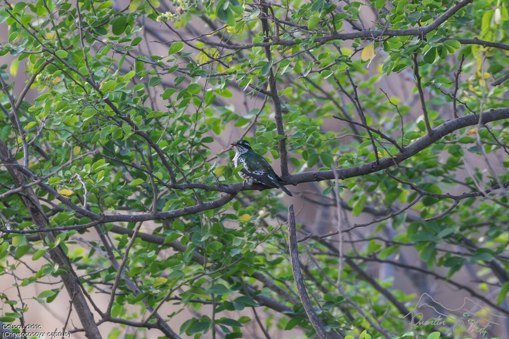 Coucou didricadulte, identification