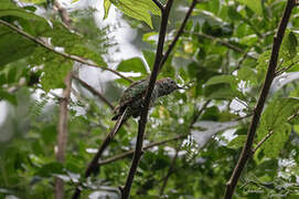 African Emerald Cuckoo