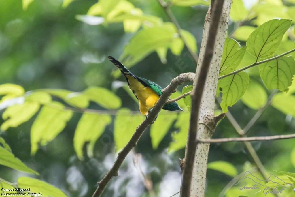 African Emerald Cuckoo