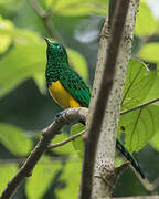 African Emerald Cuckoo