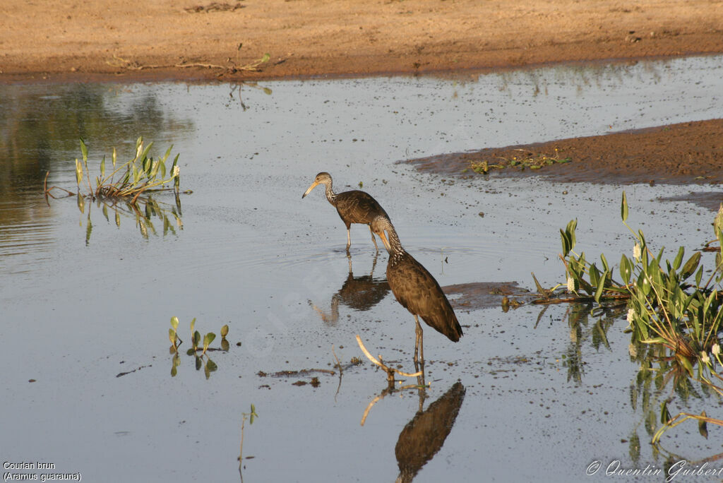 Limpkin, identification