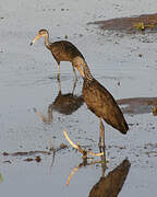 Limpkin