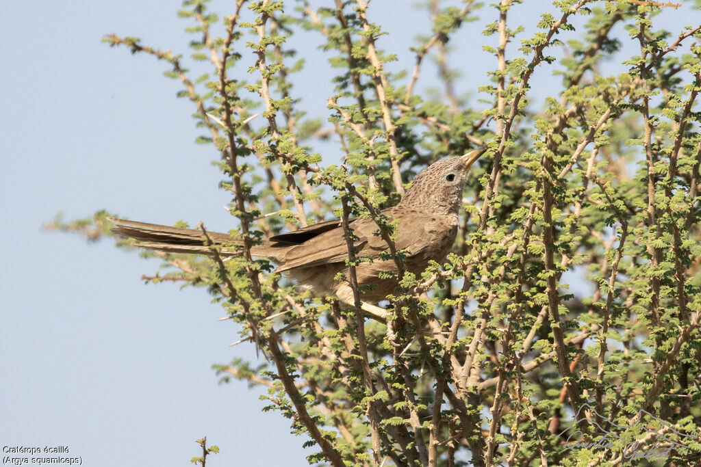 Cratérope écaillé