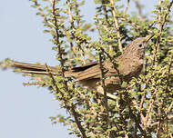 Cratérope écaillé