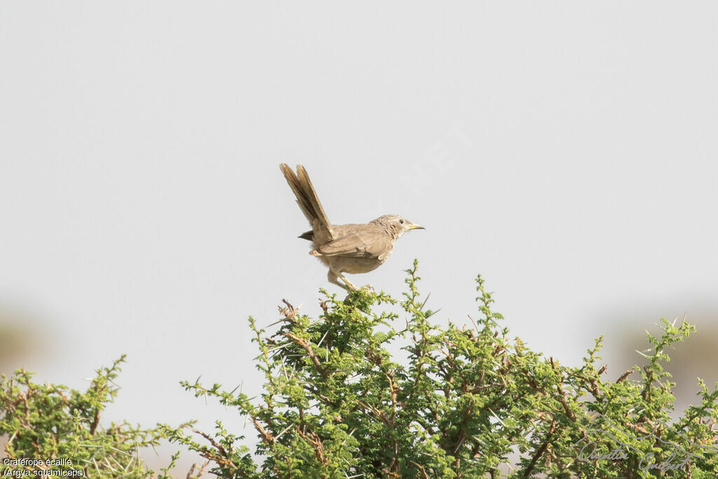 Cratérope écaillé