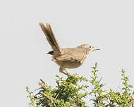 Cratérope écaillé