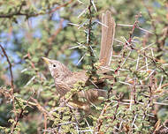 Cratérope écaillé