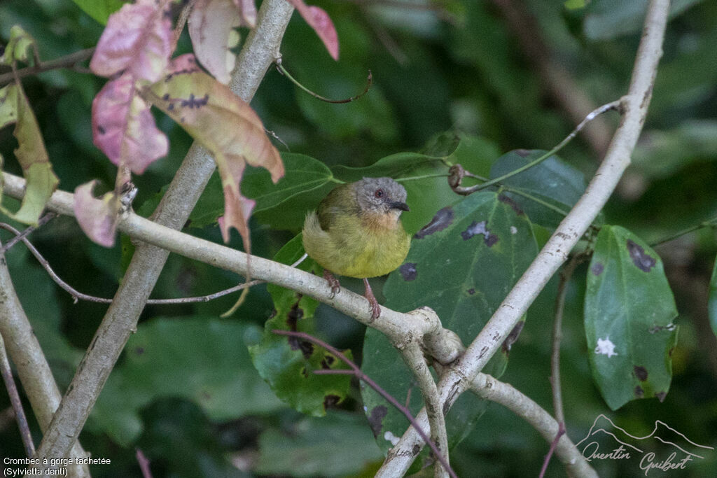 Lemon-bellied Crombec