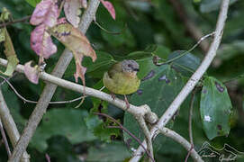 Lemon-bellied Crombec